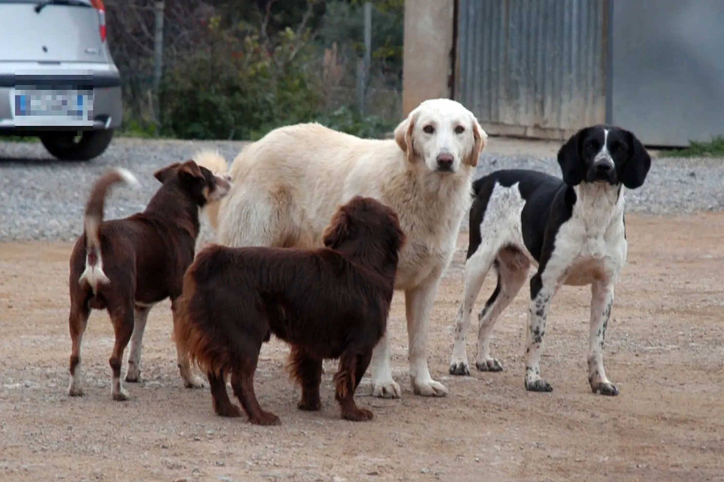 Cani randagi (archivio L'Unione Sarda)