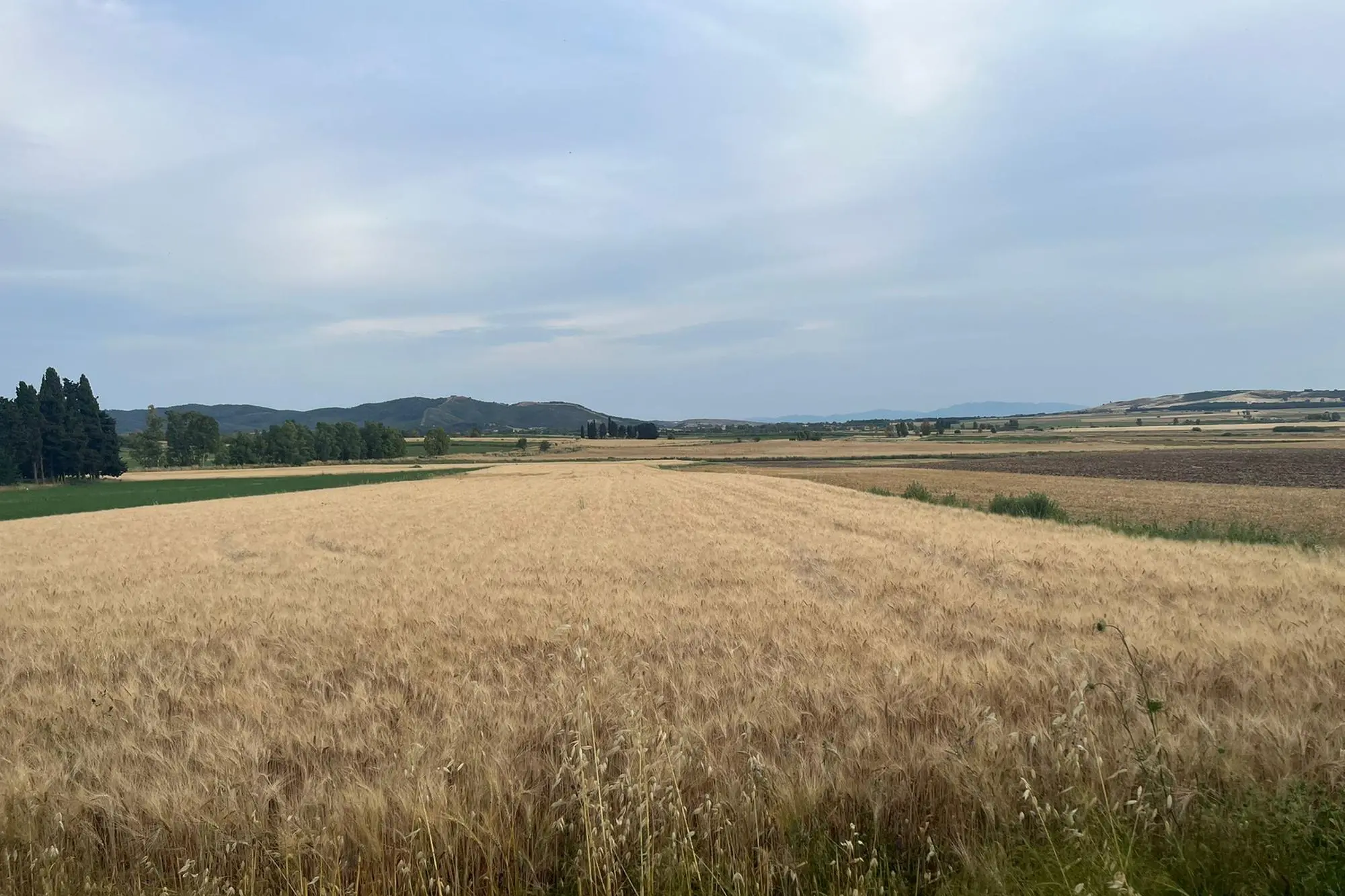 Campo di grano in Trexenta (foto Sirigu)