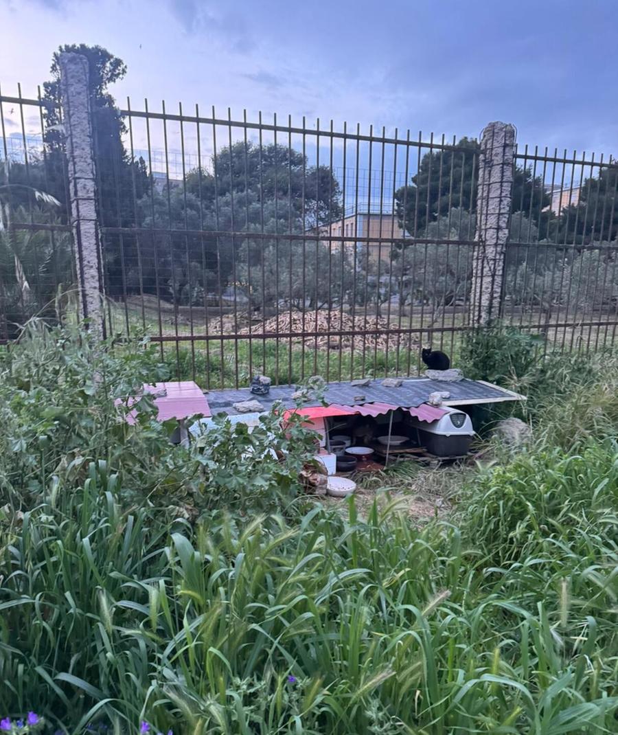 Colonia felina, “lite” gattare-suore