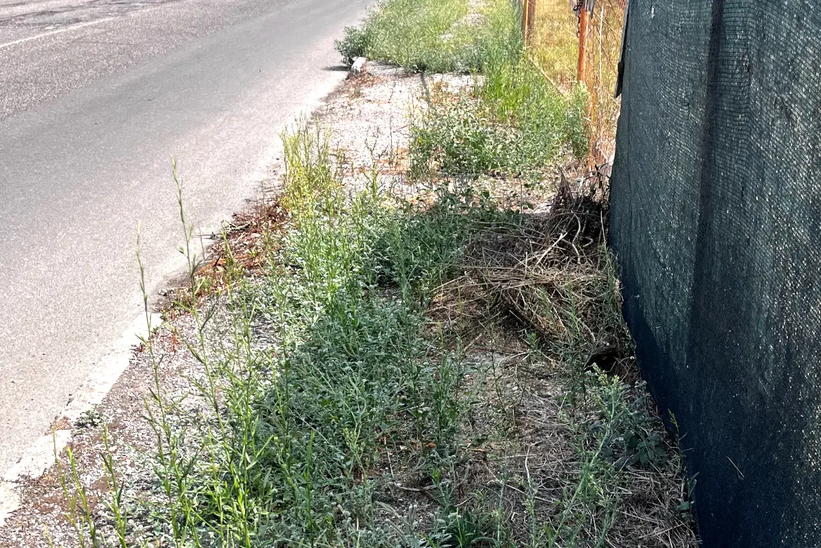 Un marciapiede invaso dalla vegetazione a Oristano