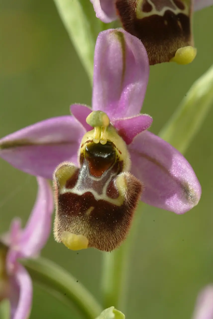 Ophrys annae. Foto Renato Brotzu