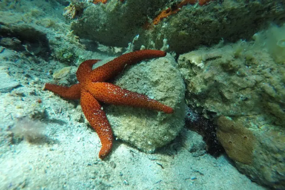 La grossa stella marina fotografata da Mirko Aru