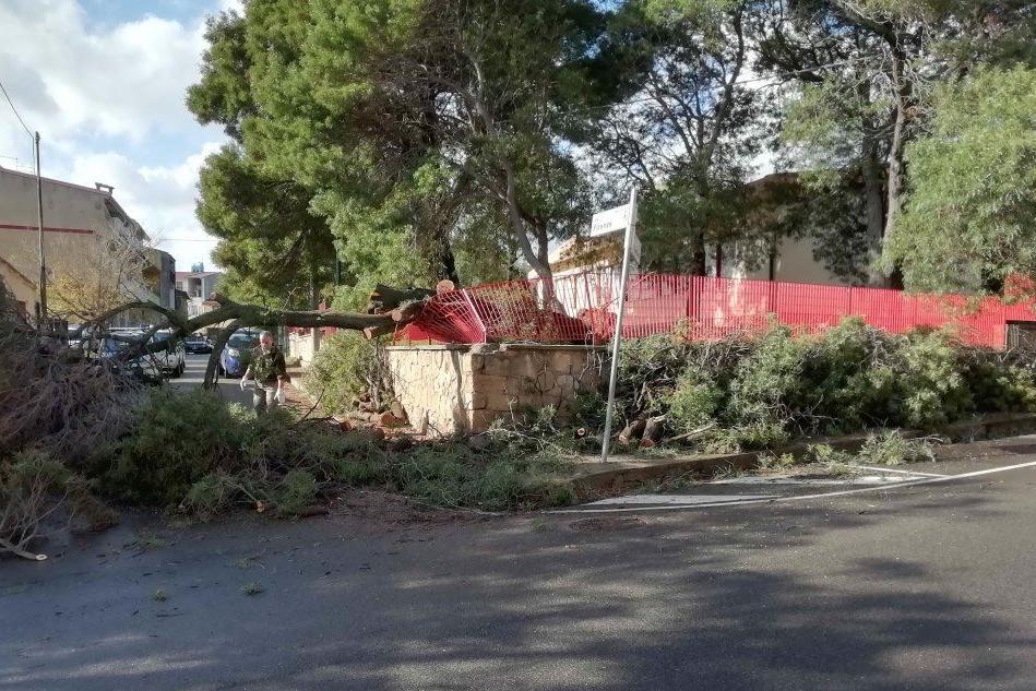 Forte vento a Villacidro, crolla un albero vicino alla scuola