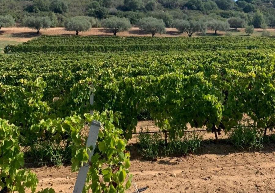 Castiadas, niente Imu sui terreni agricoli