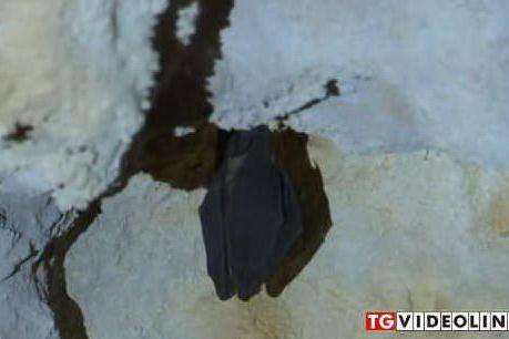 La colonia di pipistrelli più grande d'Italia riposa nella grotta di Su Marmuri