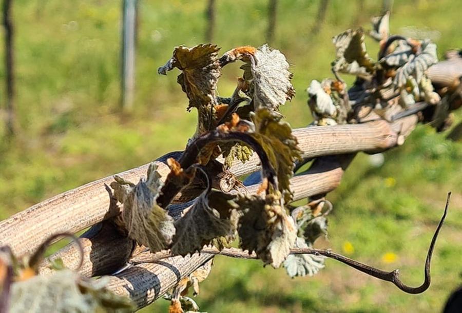 Soleminis dichiara lo stato di calamità naturale per l'ondata di freddo di fine marzo