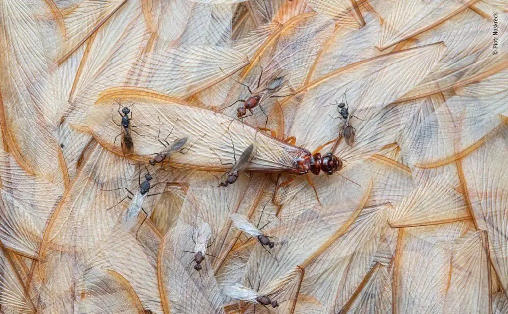 Ali di termiti e formiche in Mozambico di Piotr Narkrecki