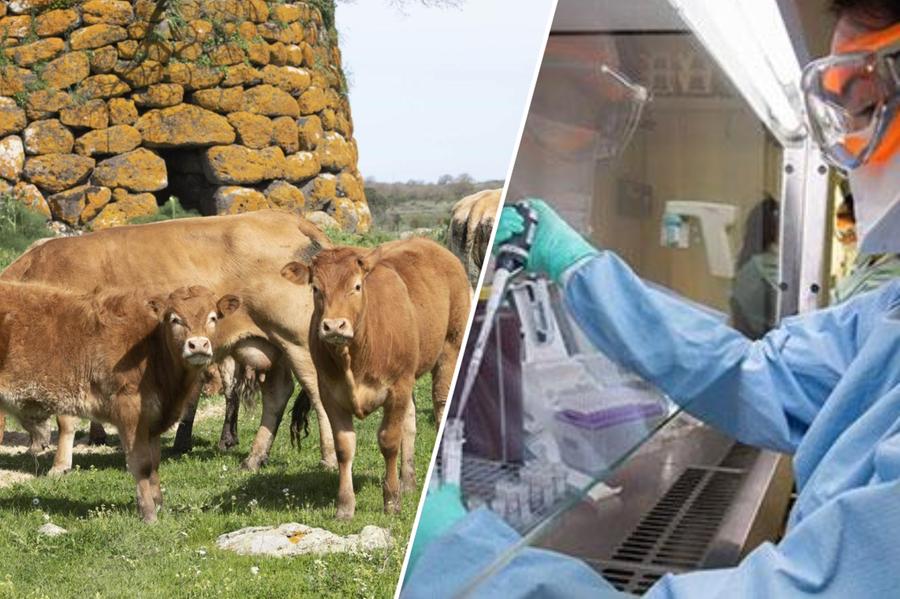 Dermatite dei bovini, i focolai salgono a tre: ora la malattia torna a fare paura