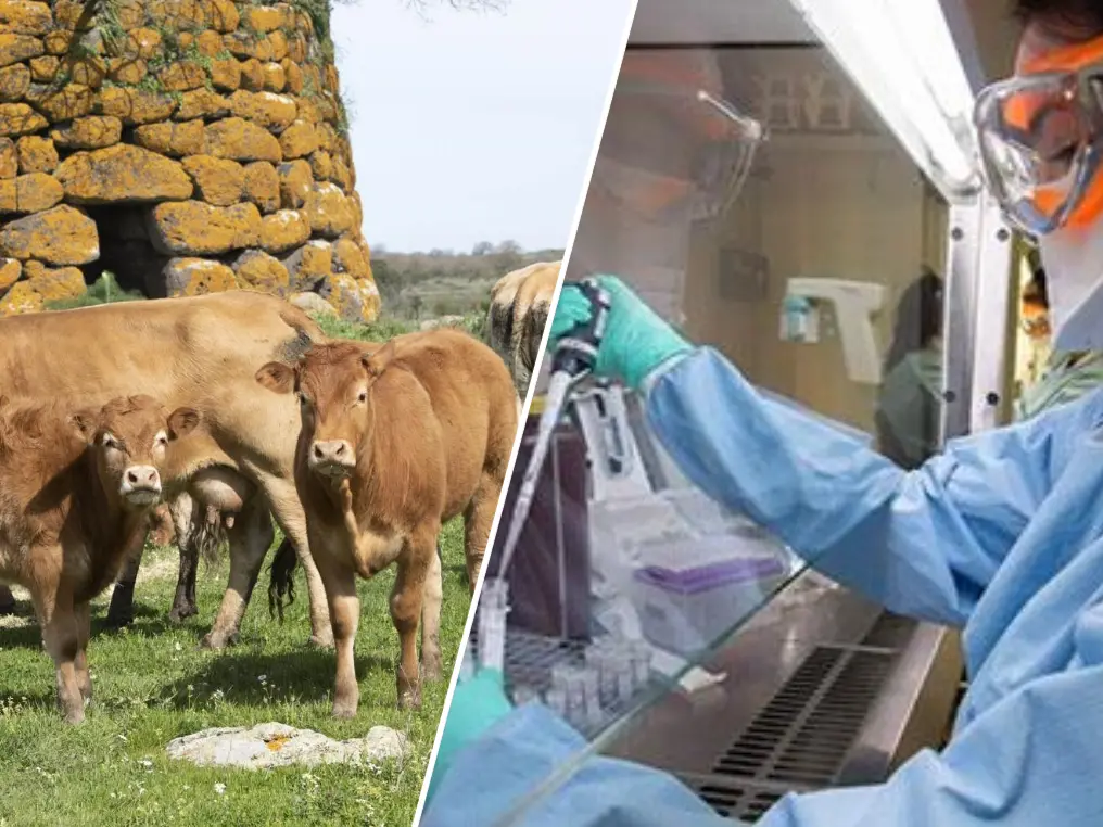 Dermatite nodulare contagiosa, i focolai salgono a tre