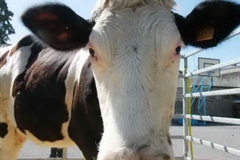 Aiuta la mucca a partorire: allevatore muore preso a calci dall'animale