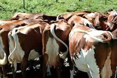 Una mandria di mucche
