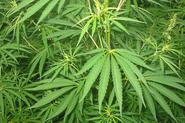 Cannabis (foto da google)