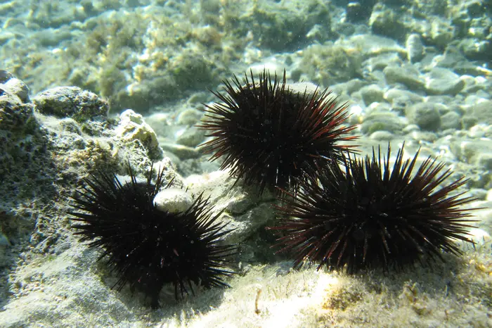 Ricci di mare, immagine simbolo (foto Ansa)