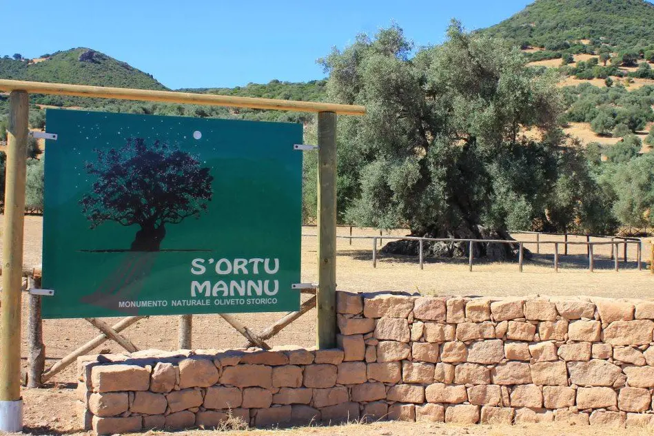 All'asciutto tutta la zona de s'Ortu Mannu che ospita anche il grande uliveto dalle piante ultrasecolari (foto Simone Farris)