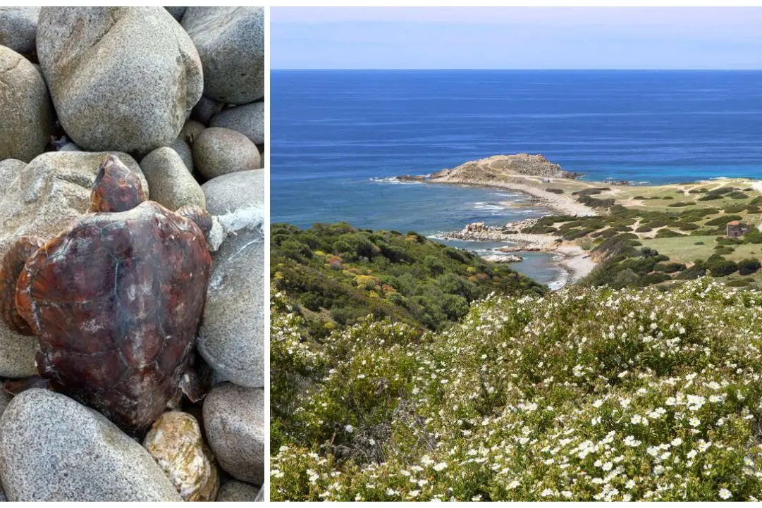 La tartaruga intrappolata (Ansa) e Capo Pecora (Sardegna Turismo)