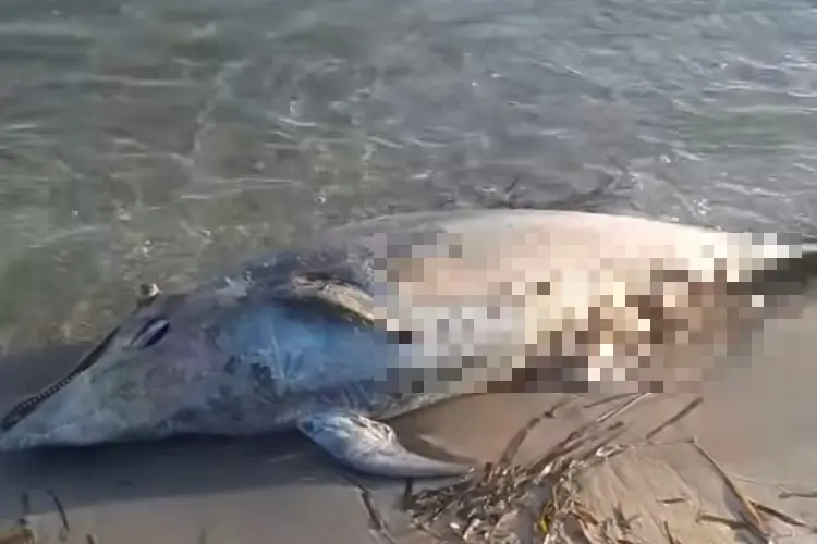 Il delfino rinvenuto a Sorso (foto concessa)