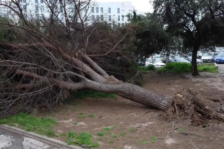 Un albero abbattuto dal vento