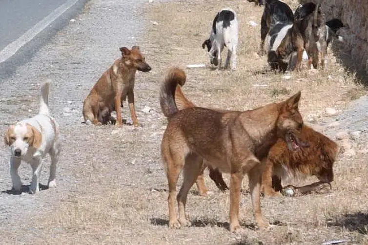 Cani randagi