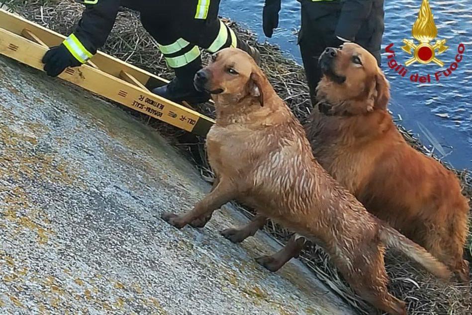 I cani salvati (foto Vigili del fuoco)