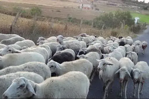 Un gregge di pecore