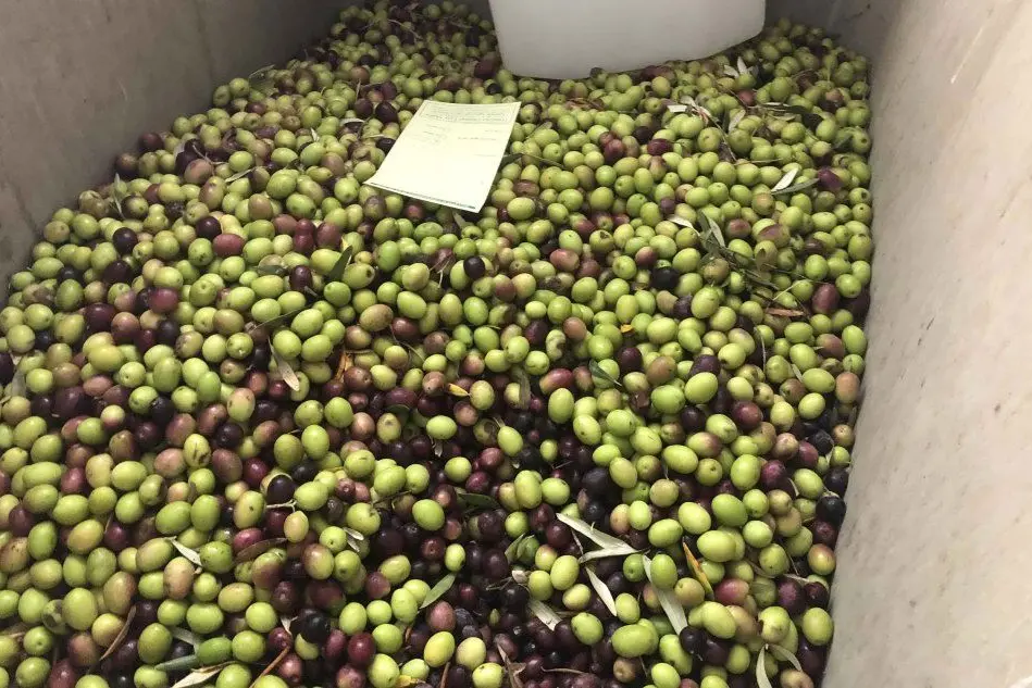 Conferimento delle olive a Guamaggiore