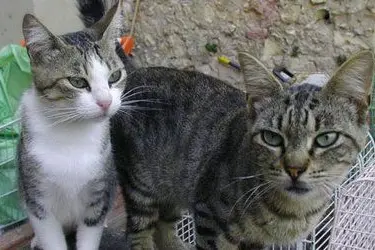 Due gattini