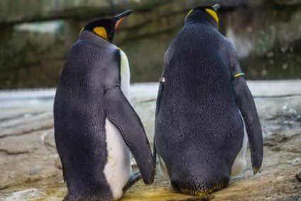 Ecco Skipper e Ping, i pinguini gay che covano un uovo a Berlino