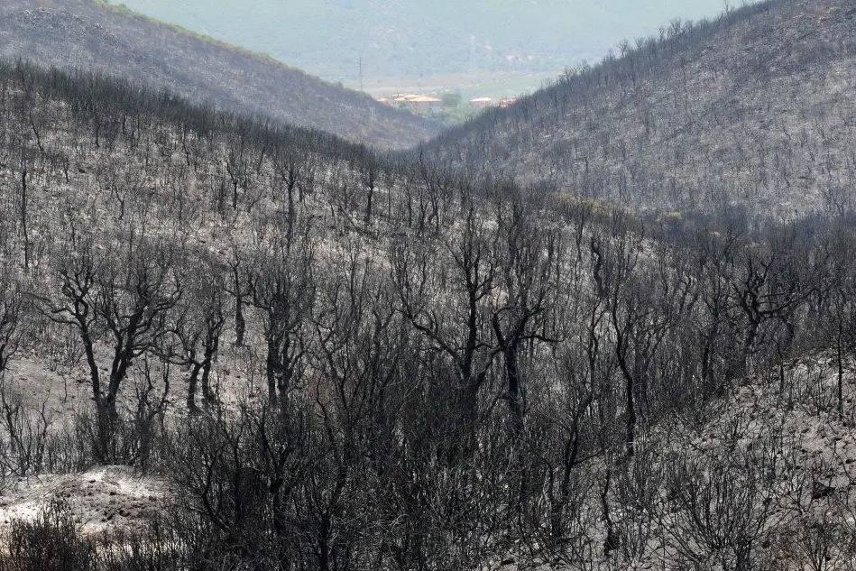Un bosco in cenere (Archivio L'Unione Sarda)