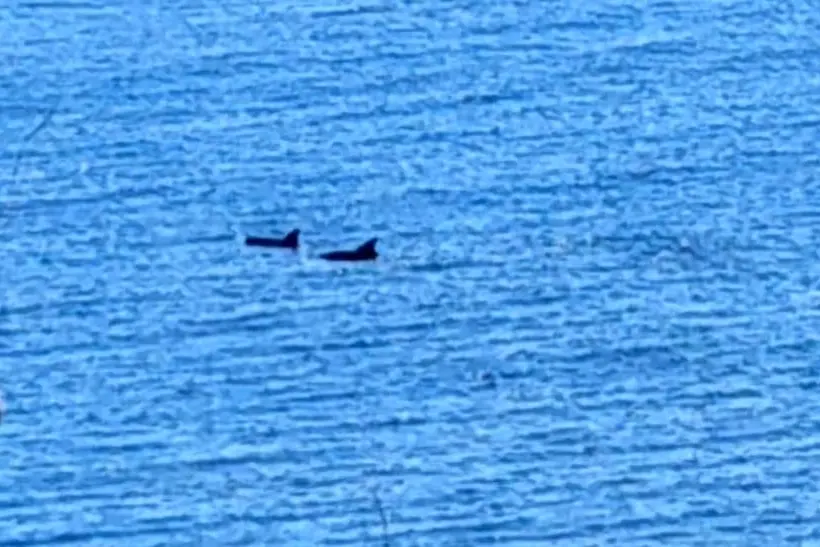 Una coppia di delfini a Porto Frailis