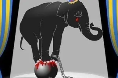 L'elefante usato per la petizione  (Immagine da Change.org)