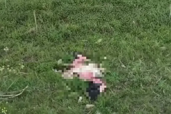 La carcassa del fenicottero (foto Luca Boi)