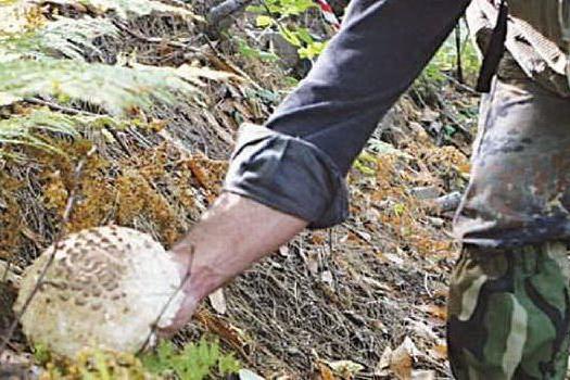 Precipita per 30 metri nel bosco: morto un cercatore di funghi