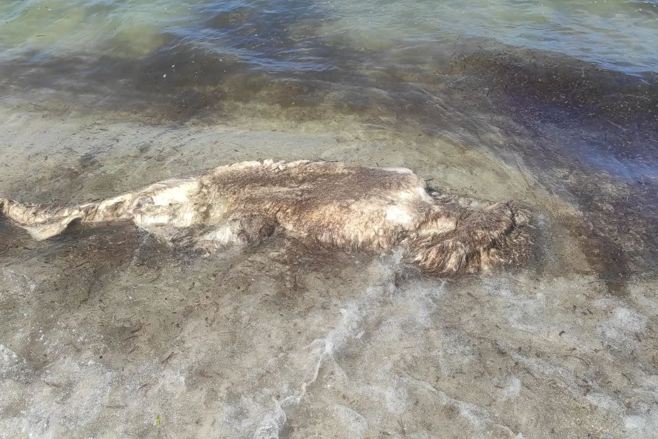 I resti dello squalo martello (foto Fiori)
