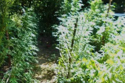 Una piantagione di marijuana