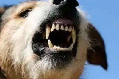 Un meticcio - foto d'archivio