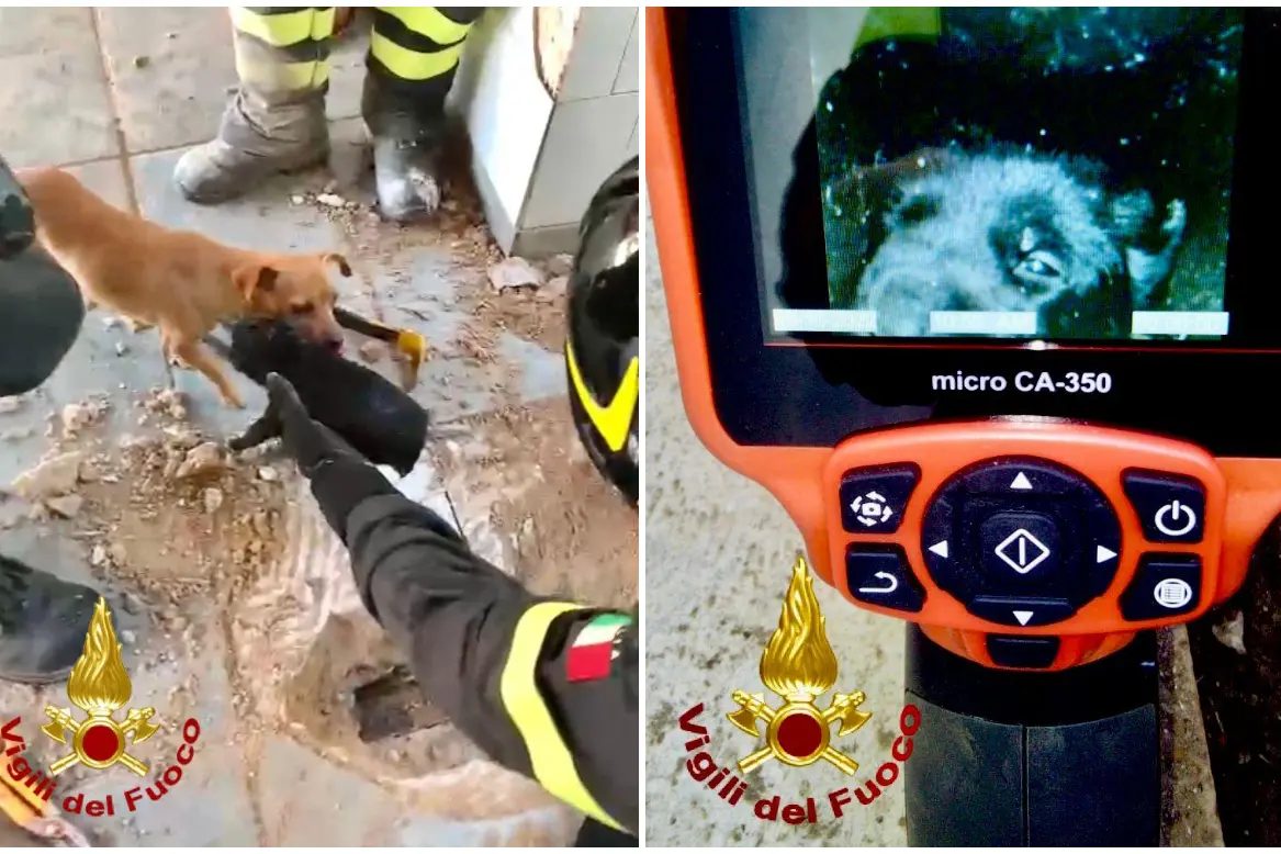 Il salvataggio del cagnolino a Porto Torres (foto Vigili del fuoco)