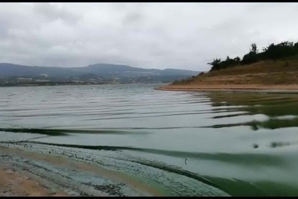 Le acque del lago Omodeo si tingono di verde