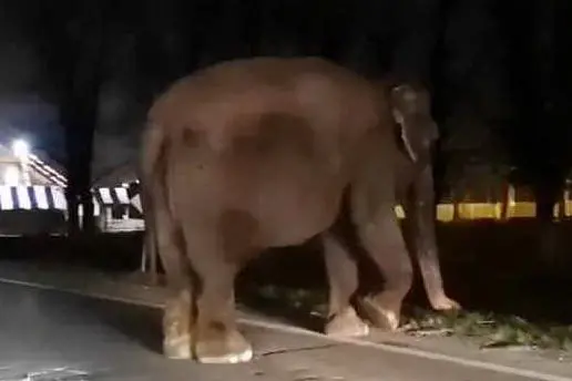L'elefante fuggito dal circo (foto da Facebook)