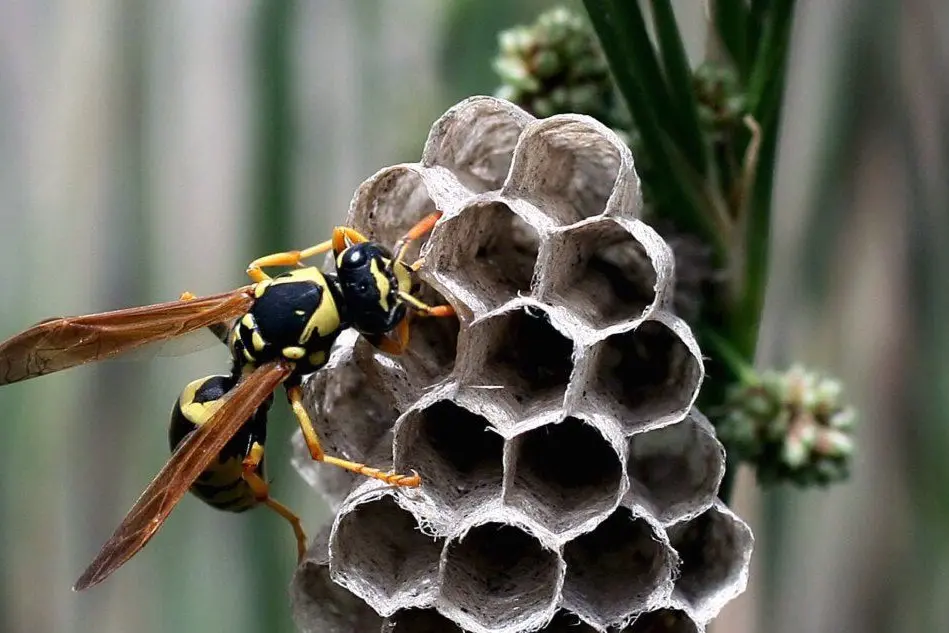 Una vespa (foto Ansa)