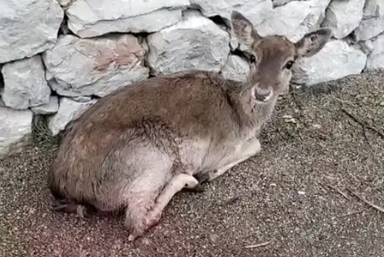 Il daino ferito (foto Fiori)