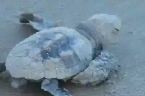 Una tartaruga appena nata