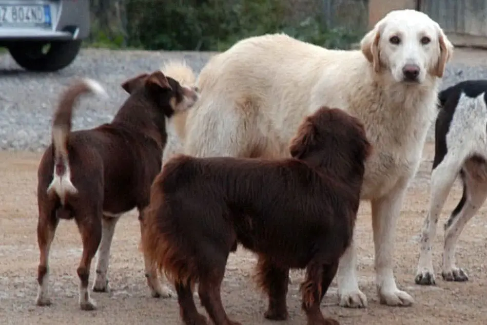 Cani randagi (archivio U. S.)