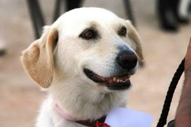 Kira, la cagnolina di Gonnesa, è tra i meticci più belli d'Italia