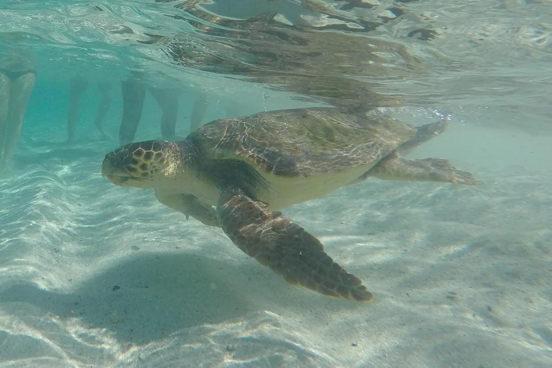 Una Caretta caretta nel mare del Sinis (Foto concessa)