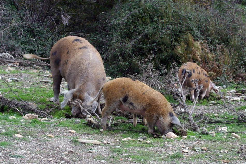 Peste suina africana: a Budoni un allevamento di maiali non registrati