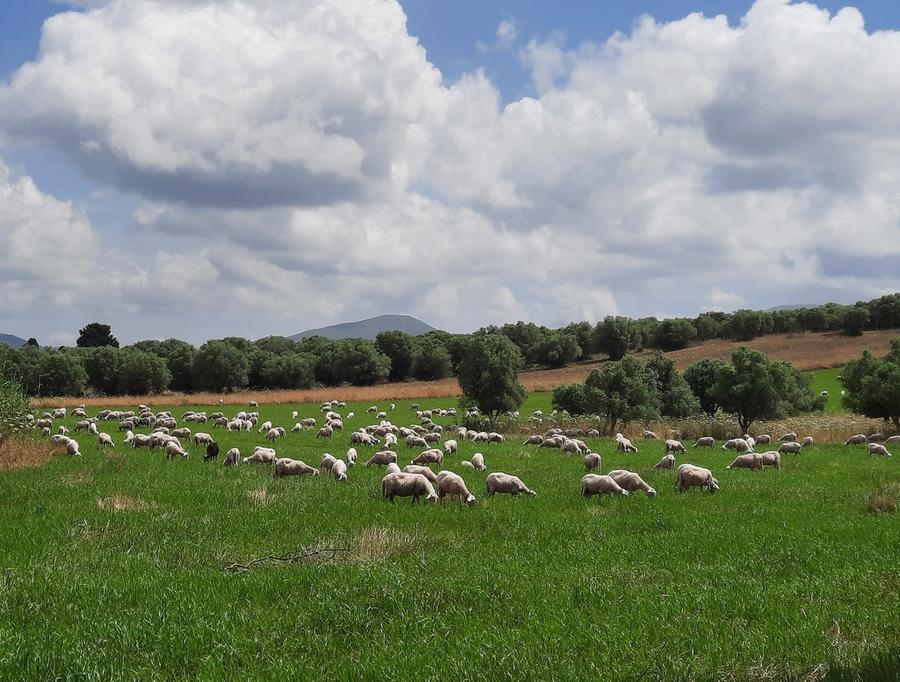 Rinasce la compagnia barracellare
