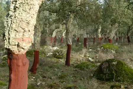 Sugherete (foto Regione Sardegna)