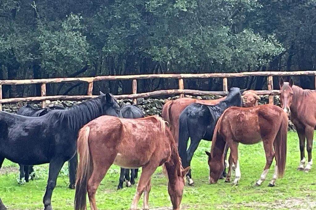 I cavalli del Sarcidano (foto concessa)