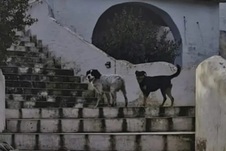 I due cani (foto concessa)