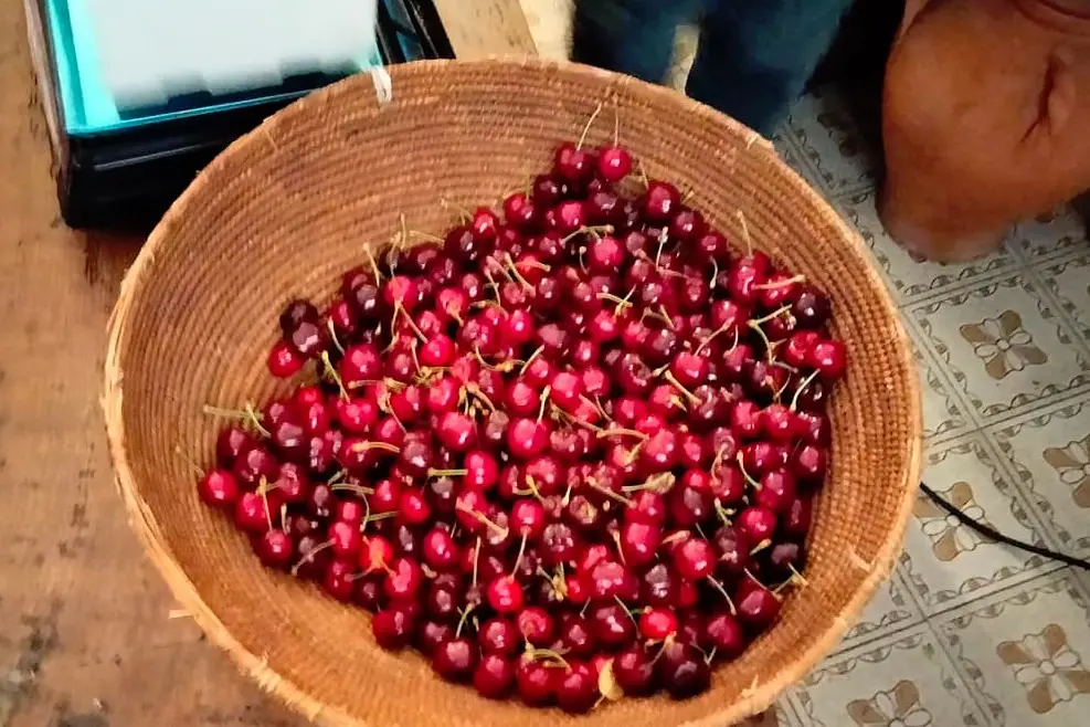 Le ciliegie di Bonarcado (foto L'Unione Sarda - Caria)